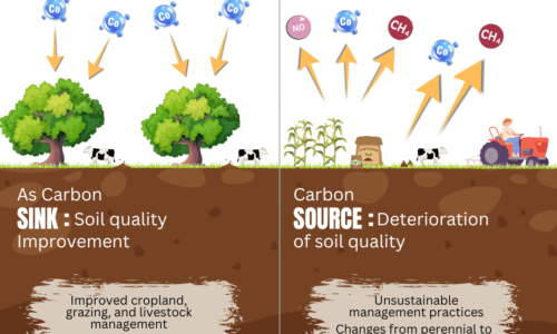 BLACK SOIL, A SINK or a source of carbon (2)