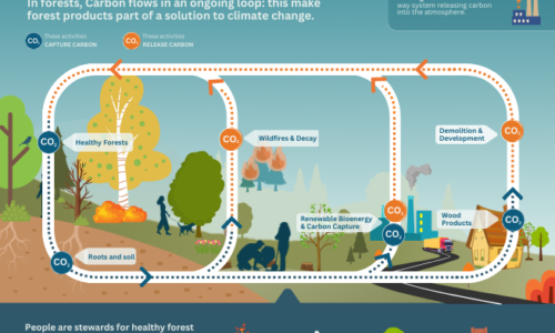 Healthy forests are complex, dynamic ecosystems and people are helping forests thrive. (1)